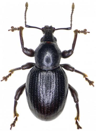 Réf. 253 785 : Otiorhynchus arcticus arcticus